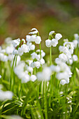 Allium paradoxum var. normale