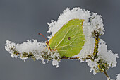 Zitronenfaltermännchen (Gonepteryx rhamni) im Winterschlaf im Winter, Schweiz