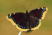 Trauermantel (Nymphalis antiopa) Schmetterling mit offenen Flügeln, Niederlande