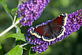 Trauermantel (Nymphalis antiopa), ausgewachsen, ernährt sich von Sommerfliederblüten im Garten, England