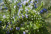 Blooming rosemary