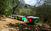 Honey beehives in Italy