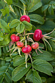 Rose hips for schnapps production