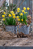 Daffodils (Narcissus) 'Tete a Tete' and 'Tete a Tete Boucle' in pots on the patio