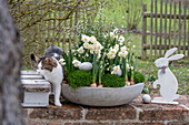 Daffodils 'Bridal Crown' (Narcissus) and Irish moss (Sagina subulata) in a flower bowl with eggs, Easter bunny and cat on the patio