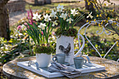 Narzissen 'Sail Boat' (Narcissus) mit Moos in Wasserkrug und Tasse gepflanzt auf gedecktem Tisch