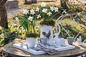 Daffodils 'Sail Boat' (Narcissus) planted with moss in a water jug and cup on a laid table