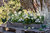 Daffodils 'Sail Boat' (Narcissus), saxifrage, horned violet (Viola cornuta), and green herbs in flower box with Easter eggs