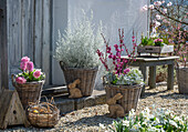 Hyazinthen (Hyacinthus), Traubenhyazinthen, 'Alba', Seidlbast 'Avondale', Primeln, Narzissen, Emusstrauch, Steinbrech, Greiskraut in Weidenkörben mit Osterdeko auf der Terrasse