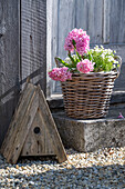 Hyazinthen (Hyacinthus) und Moos-Steinbrech (Saxifraga x arendsii) in Weidenkorb auf der Terrasse