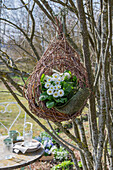 Wicker hanging basket planted with primroses (Primula) in front of a garden table