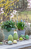 Grape hyacinth 'Mountain Lady' (Muscari), and sage in pots and hay with Easter eggs in front of flowering branches