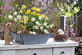 Daffodils (Narcissus) 'Sailboat', 'Tete a Tete' in a flower bowl and straw nest with Easter eggs on a chest of drawers