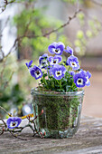 Blue horned violets (Viola cornuta) with moss in glass jar on patio table