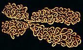 Chromosome, illustration