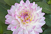 Dahlia 'Sincerity' flower