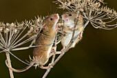 Harvest mice climbing on a dried flowerhead