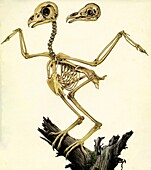 Owl skeleton, illustration