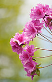 Azalea (Rhododendron 'Blaauw's Pink')