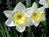 Narcissus 'Dream Castle' flowers