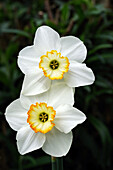 Narcissus 'Redstart' flowers
