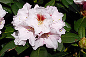 Rhododendron 'Bohlken's Snow Fire'