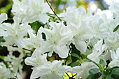 Azalea (Rhododendron 'Panda')