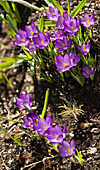 Crocus (Crocus tommasinianus 'Barr's Purple') flowers