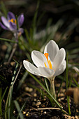 Crocus (Crocus chrysanthus 'Ard Schenk')