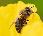 European honey bee on poppy (Papaver sp.) petal