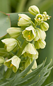 Fritillaria persica 'Ivory Bells' flowers