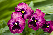 Pansy (Viola x wittrockiana)