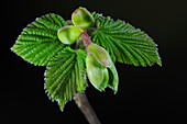 Hazel (Corylus avellana) nuts and foliage