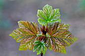 Sycamore (Acer pseudoplatanus) leaves