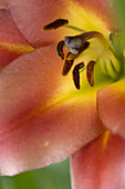 Lily (Lilium 'Nymph) flower