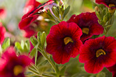Calibrachoa 'Calitastic Dark Red' flowers
