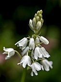 Spanish bluebell (Hyacinthoides hispanica)