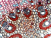Ctenanthe petiole, light micrograph