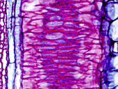 Pumpkin metaxylem tracheids, light micrograph