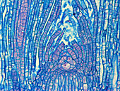 Polytrichum moss gametophore, light micrograph