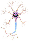 Nerve cell, illustration