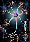 Nerves cell and synapse structure, illustration