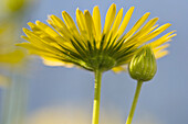 Leopard's bane (Doronicum orientale) flower and bud