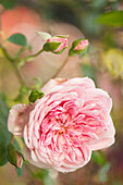 Rose (Rosa 'Francois Juranville') flower and buds