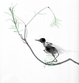 Goldcrest perching on a branch, X-ray