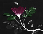 Bumblebees visiting a Japanese rose (Rosa rugosa) flower, X-ray