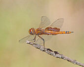 Red saddlebags dragonfly