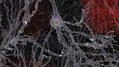 Amyloid and tau aggregations in brain, illustration