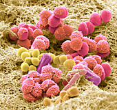 Bacteria from a train door handle, SEM