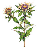 Carline thistle (Carlina vulgaris), illustration